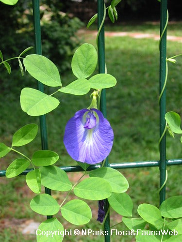 Butterfly Pea Flower Tea 50g